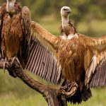 The Vulture: Spirit Animal and Much More