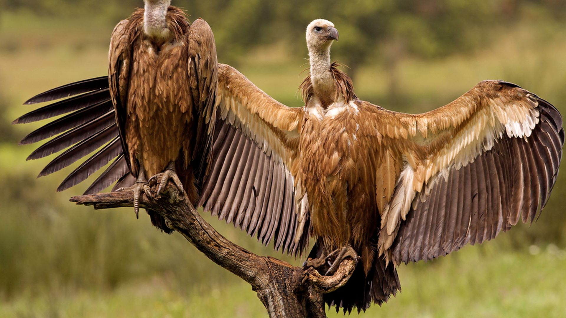 The Vulture: Spirit Animal and Much More