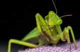 Understanding a Praying Mantis Sighting